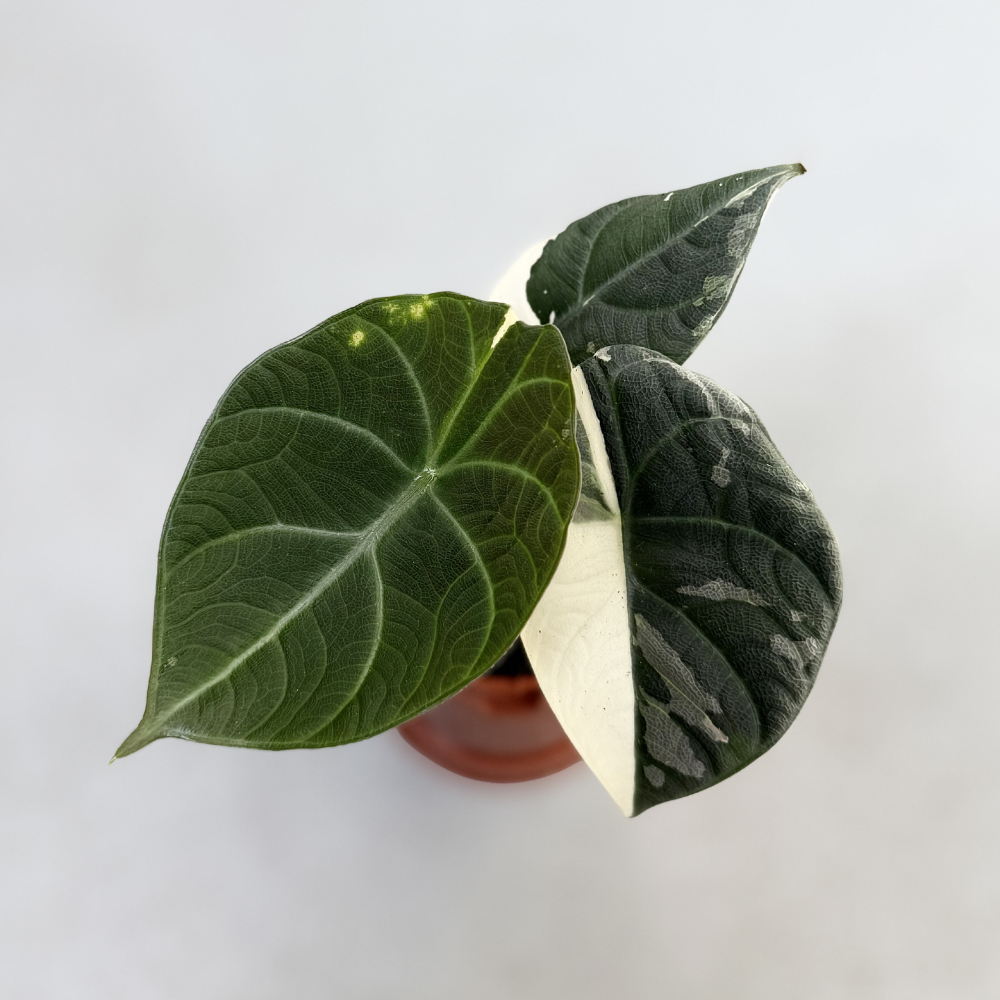 Alocasia Maharani Albo Variegata - Downtown Plant Club