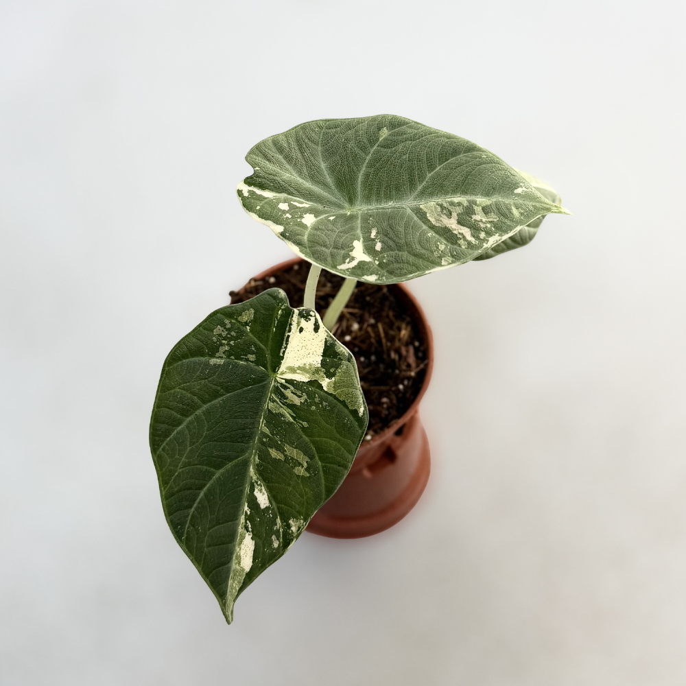 Alocasia Maharani Albo Variegata - Downtown Plant Club