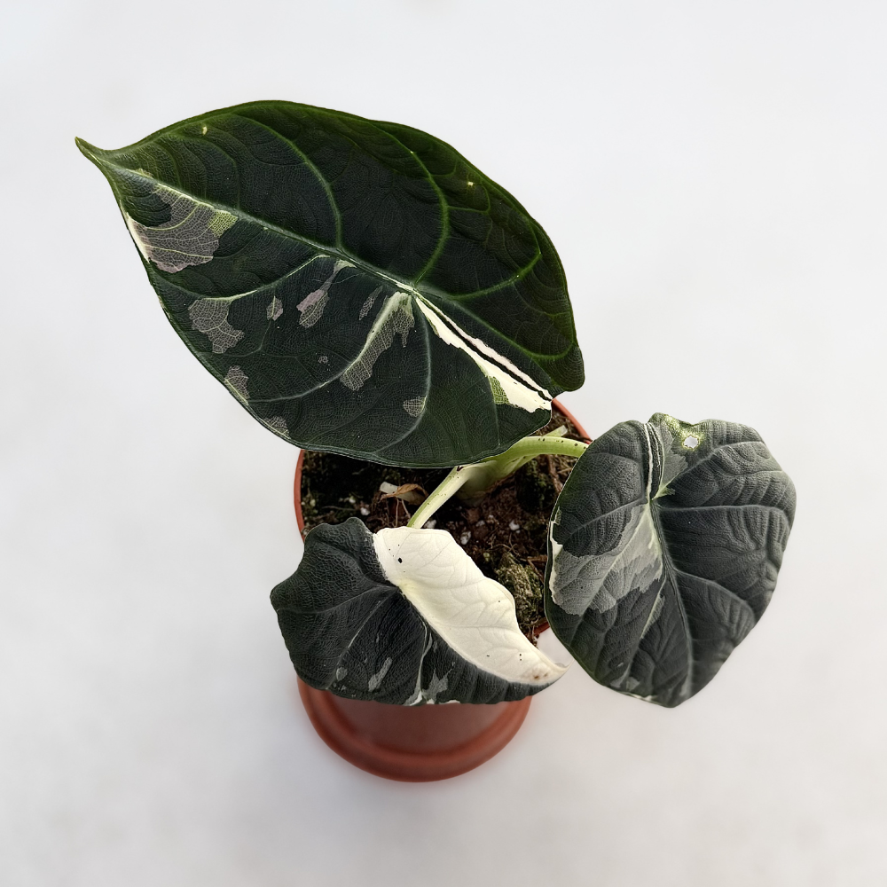 Alocasia Maharani Albo Variegata - Downtown Plant Club
