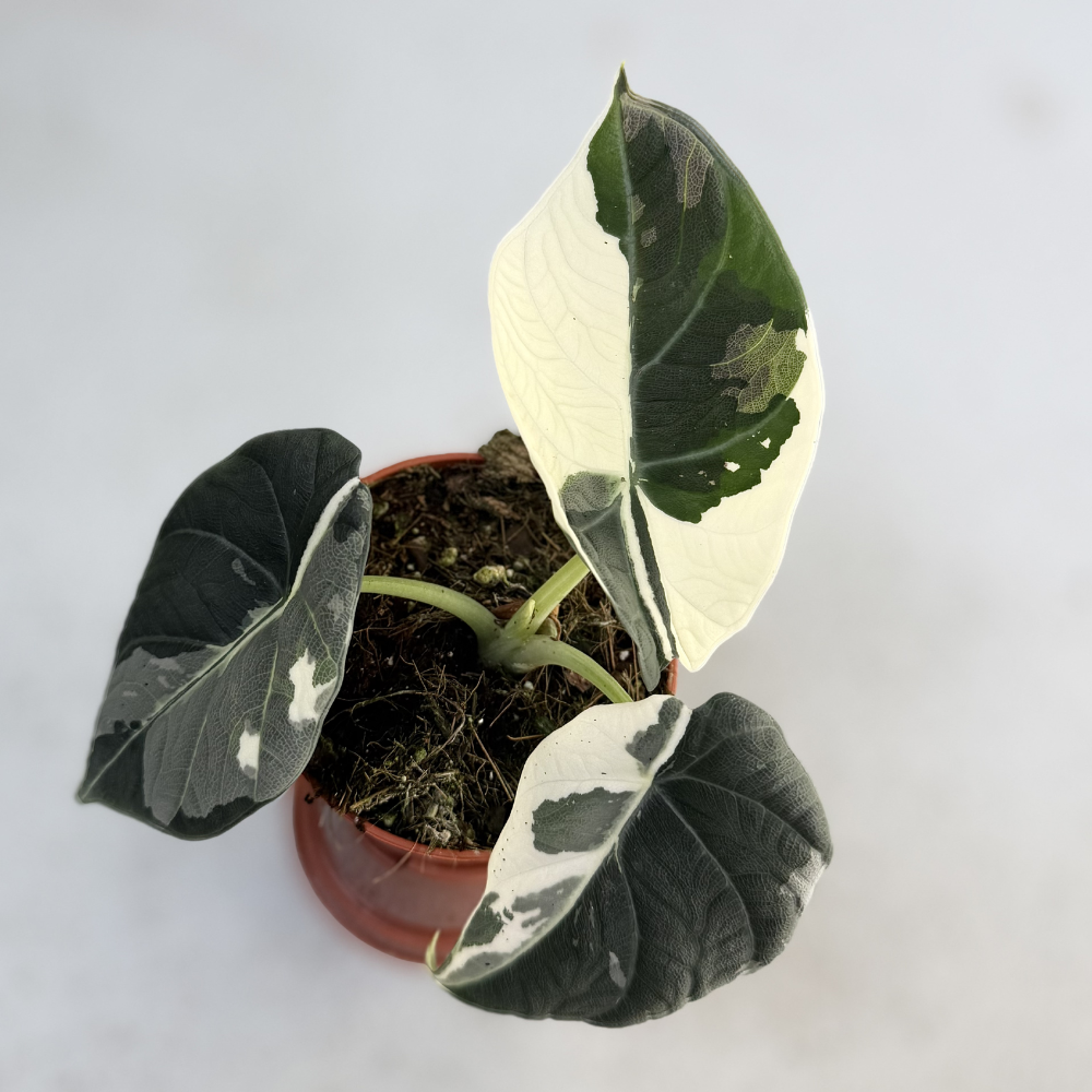 Alocasia Maharani Albo Variegata - Downtown Plant Club