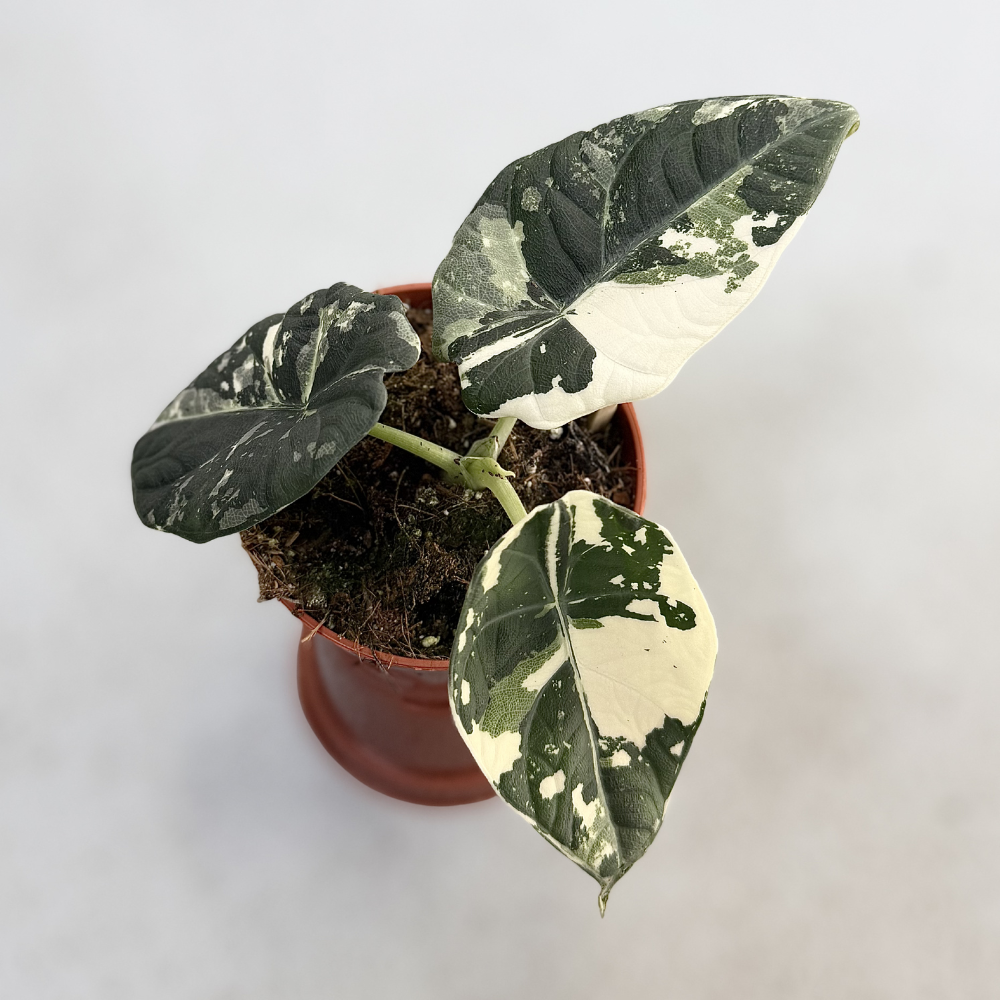 Alocasia Maharani Albo Variegata