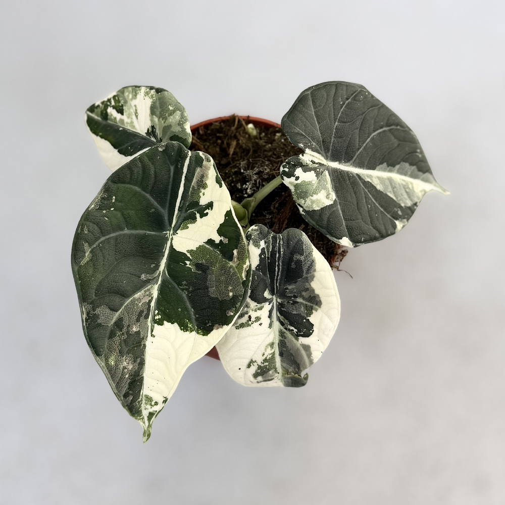Alocasia Maharani Albo Variegata - Downtown Plant Club