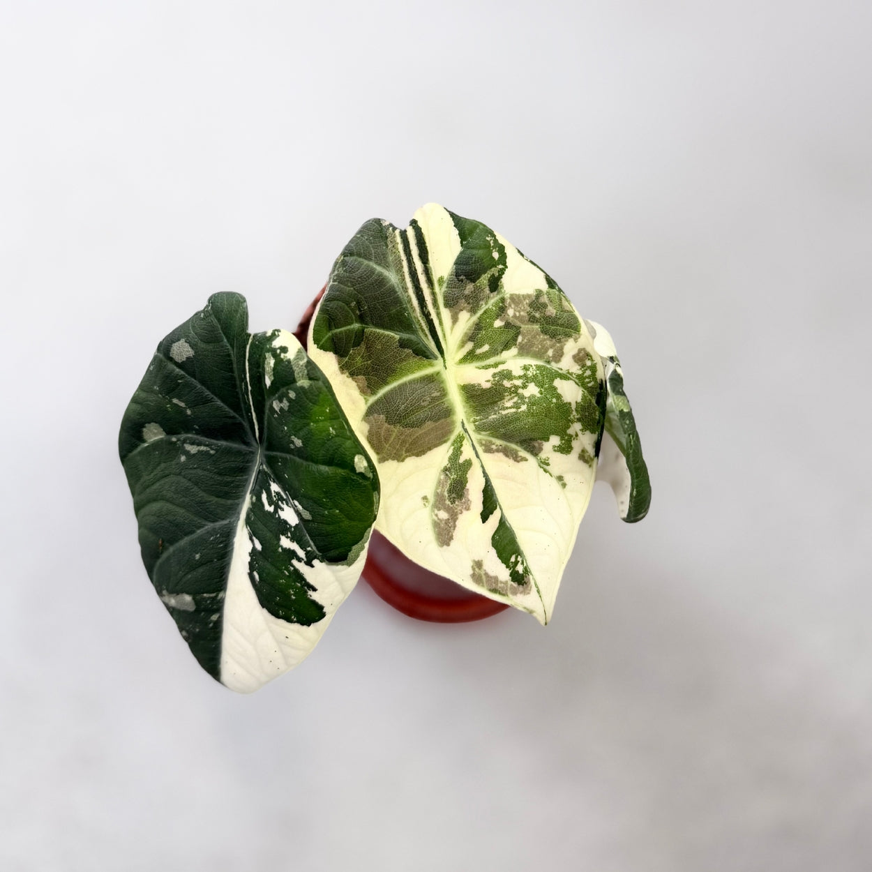 Alocasia Maharani Albo Variegata