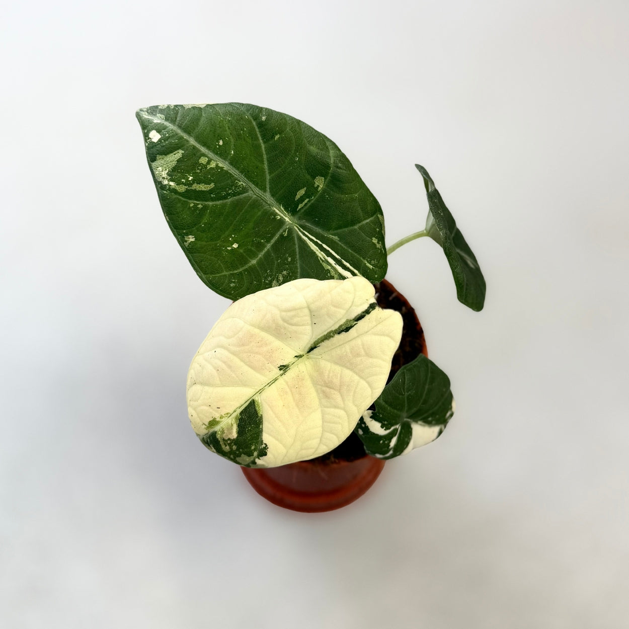 Alocasia Maharani Albo Variegata