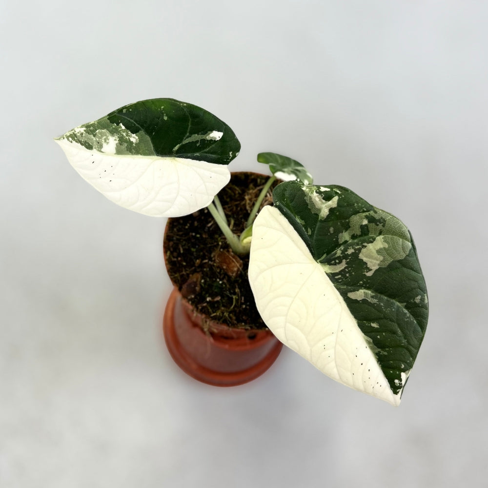 Alocasia Maharani Albo Variegata - Downtown Plant Club