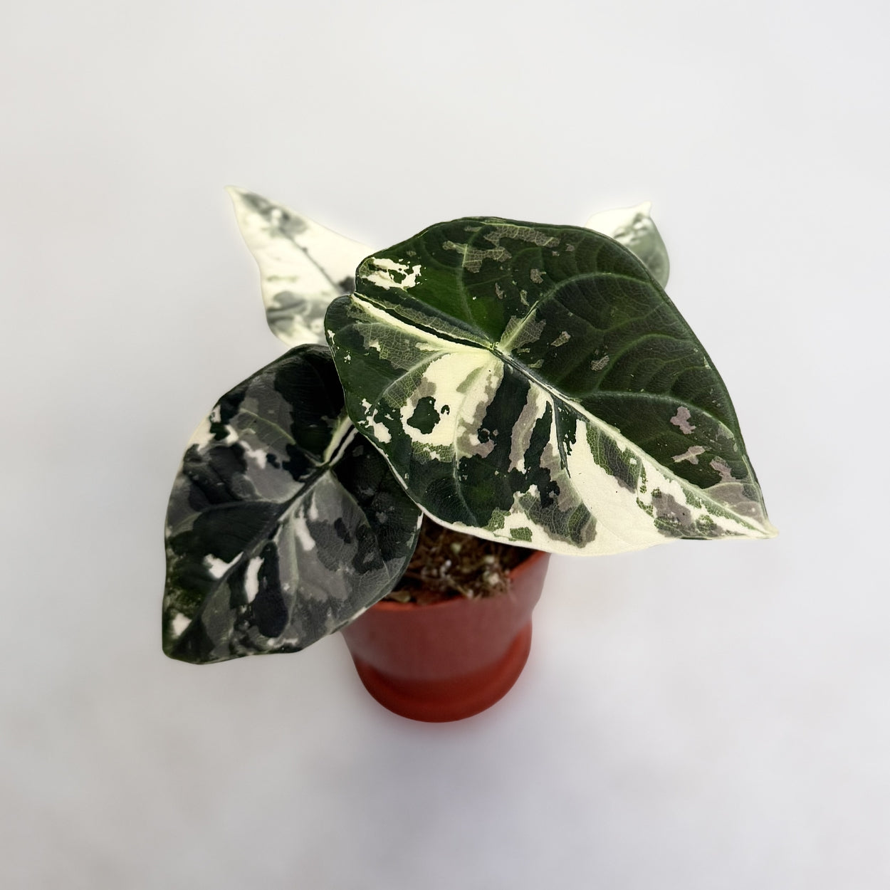 Alocasia Maharani Albo Variegata by Downtown Plant Club