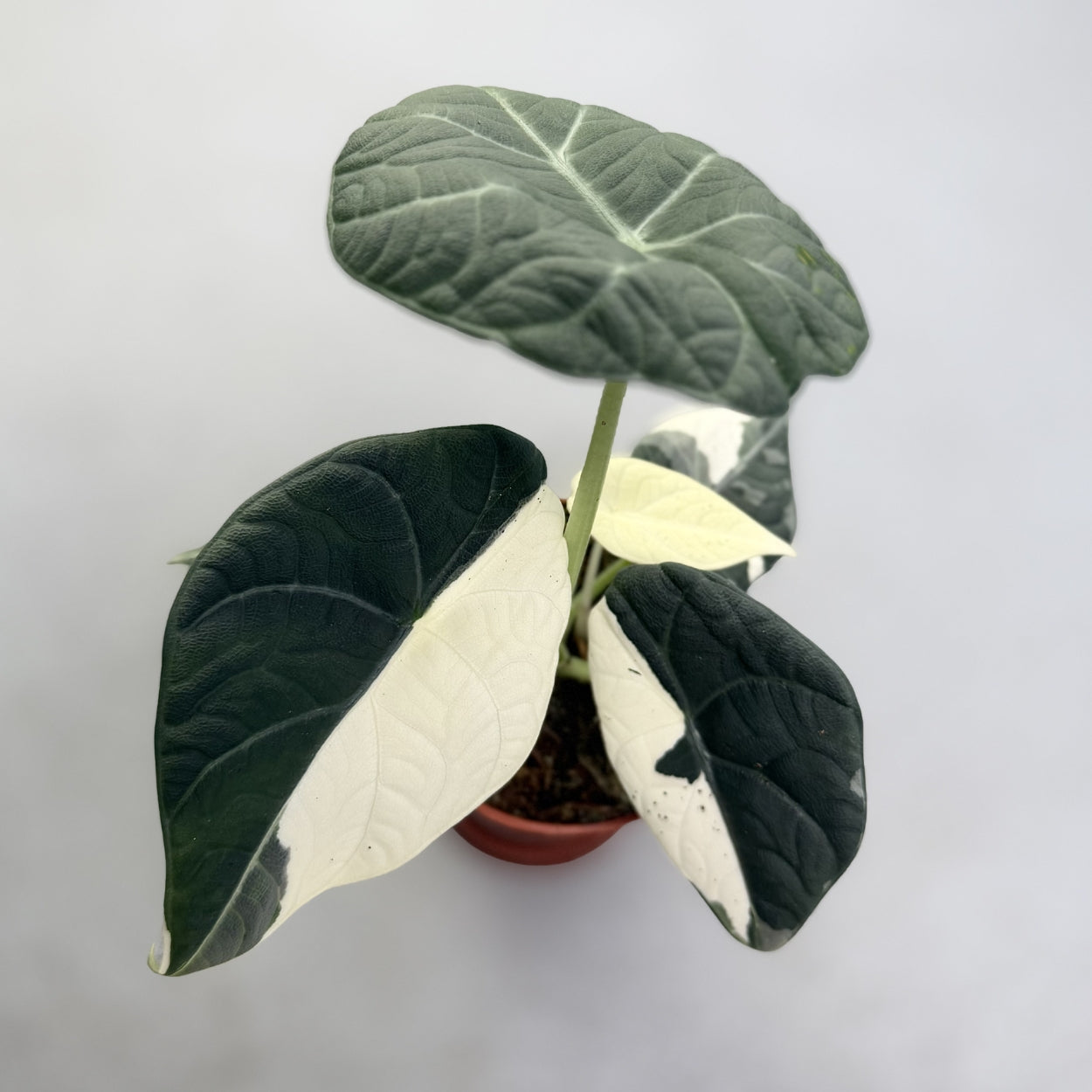 Alocasia Maharani Albo Variegata by Downtown Plant Club