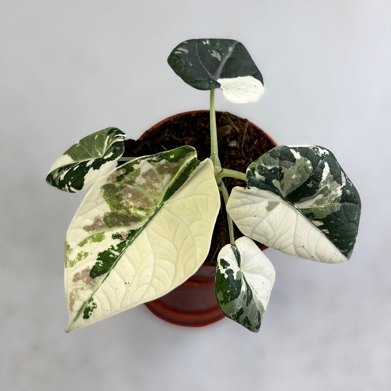 Alocasia Maharani Albo Variegata