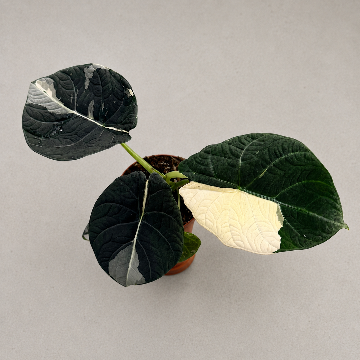 その他観葉植物 Alocasia Maharani Albo variegated Alocasia Maharani Albo Variegata