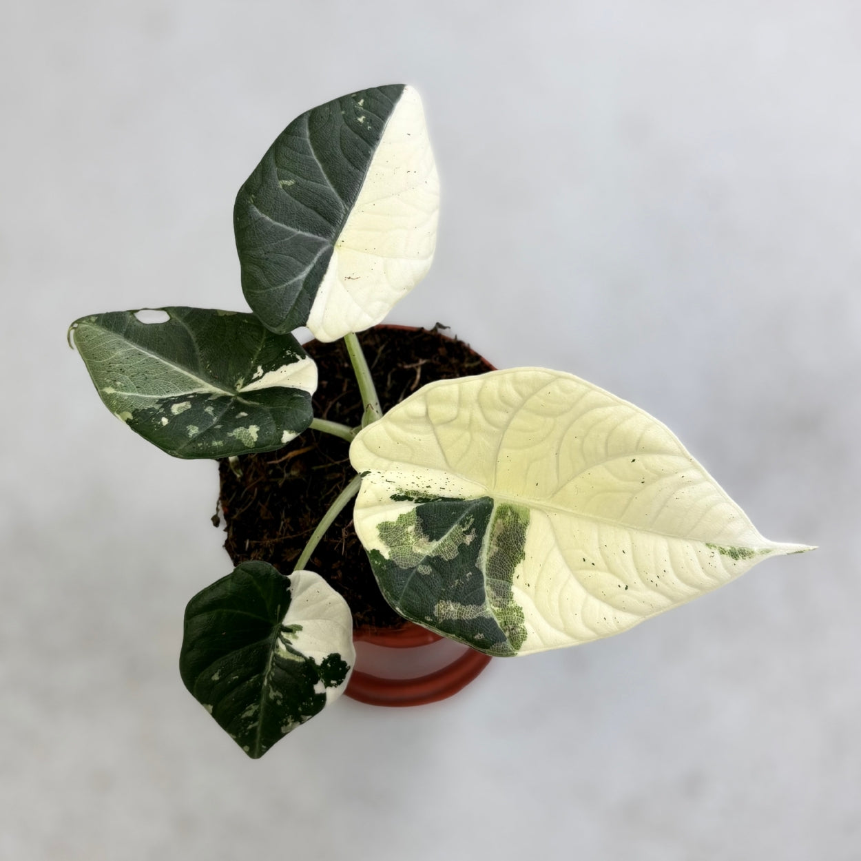 Alocasia Maharani Albo Variegata