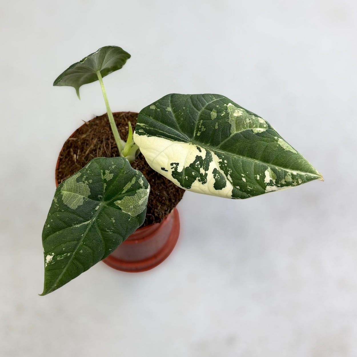 Alocasia Maharani Albo Variegata