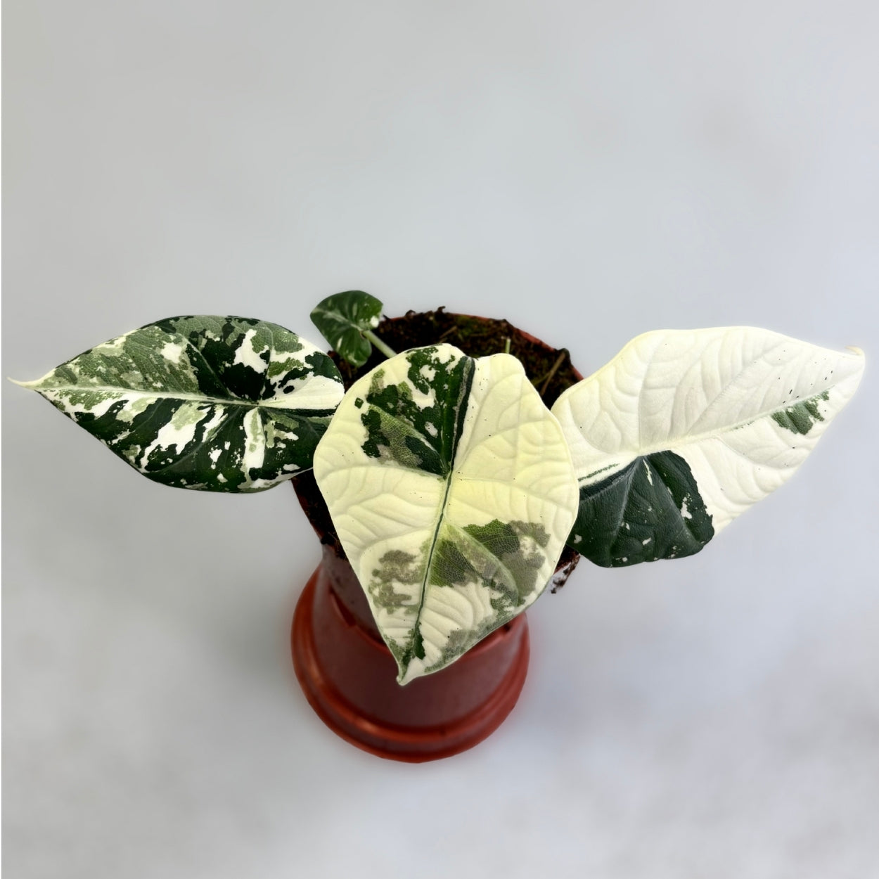 Alocasia Maharani Albo Variegata