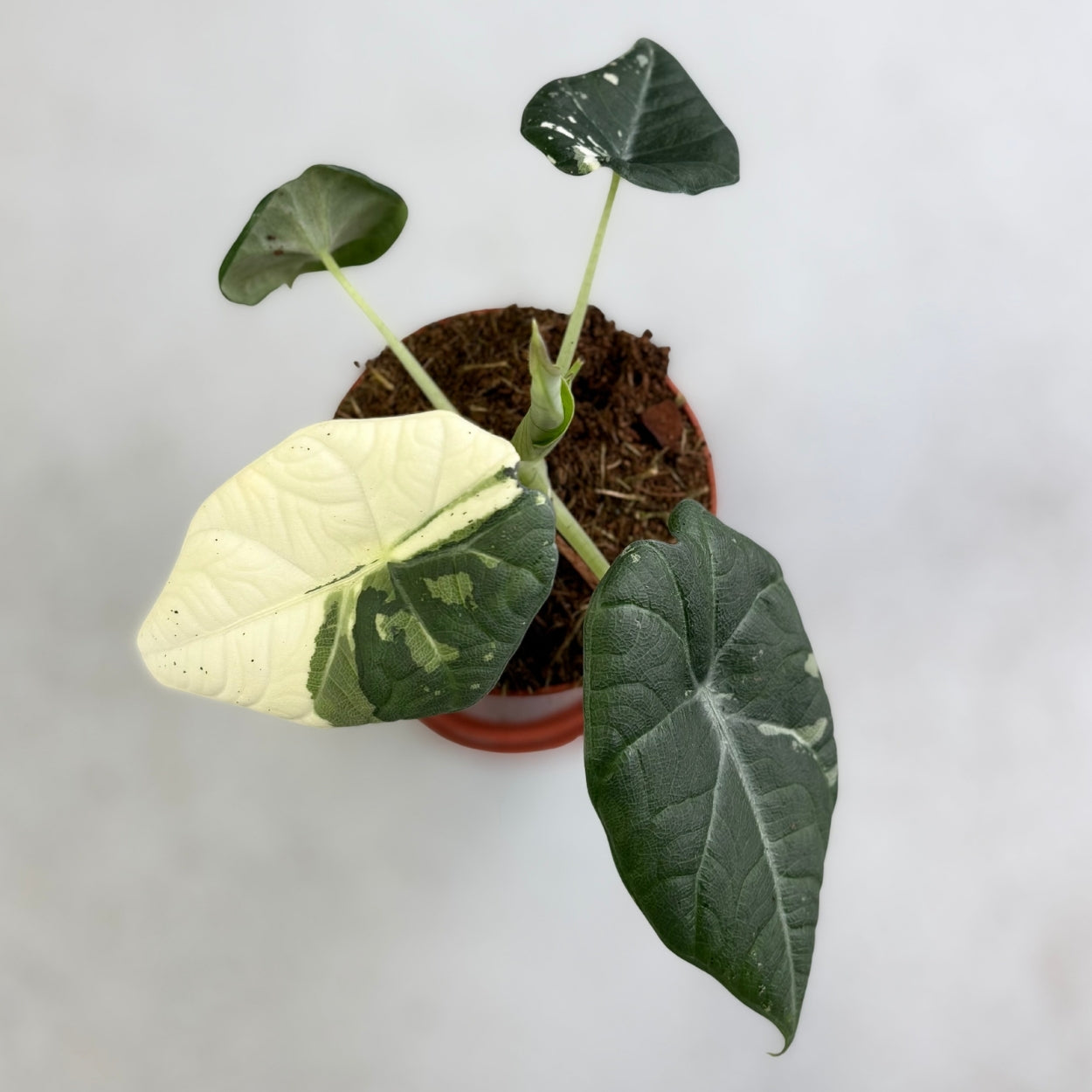 Alocasia Maharani Albo Variegata