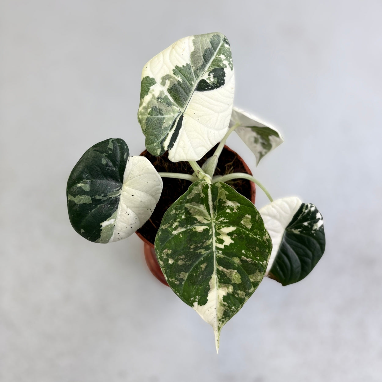Alocasia Maharani Albo Variegata