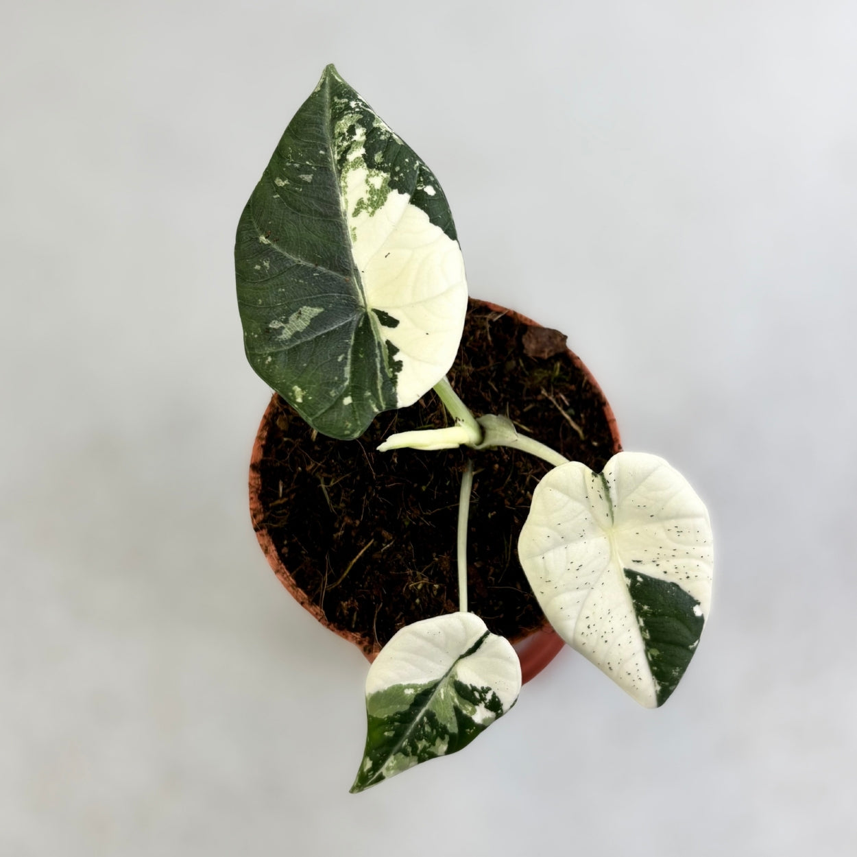 Alocasia Maharani Albo Variegata