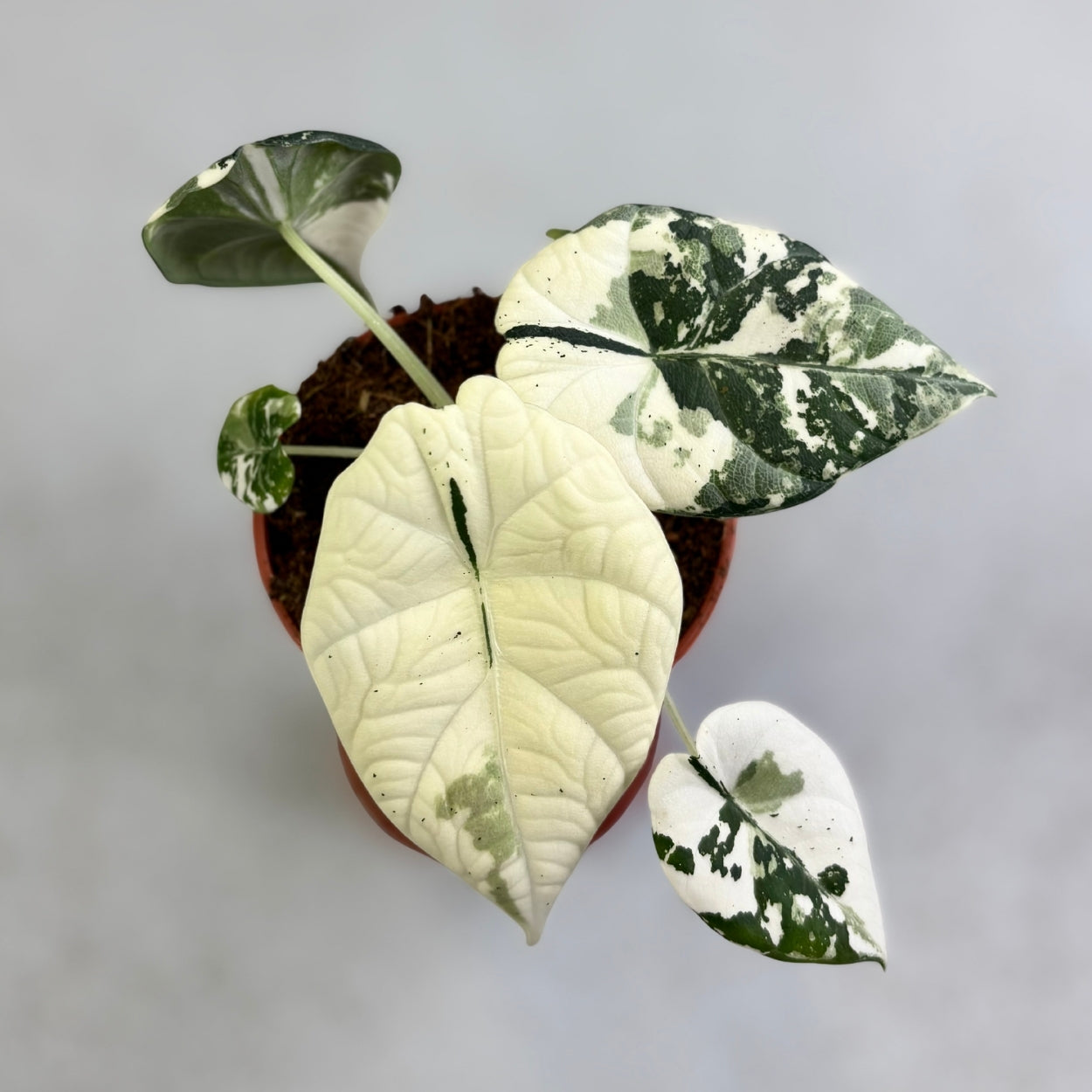 Alocasia Maharani Albo Variegata