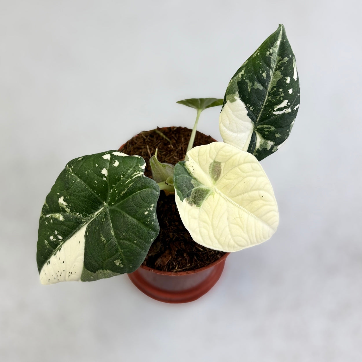 Alocasia Maharani Albo Variegata