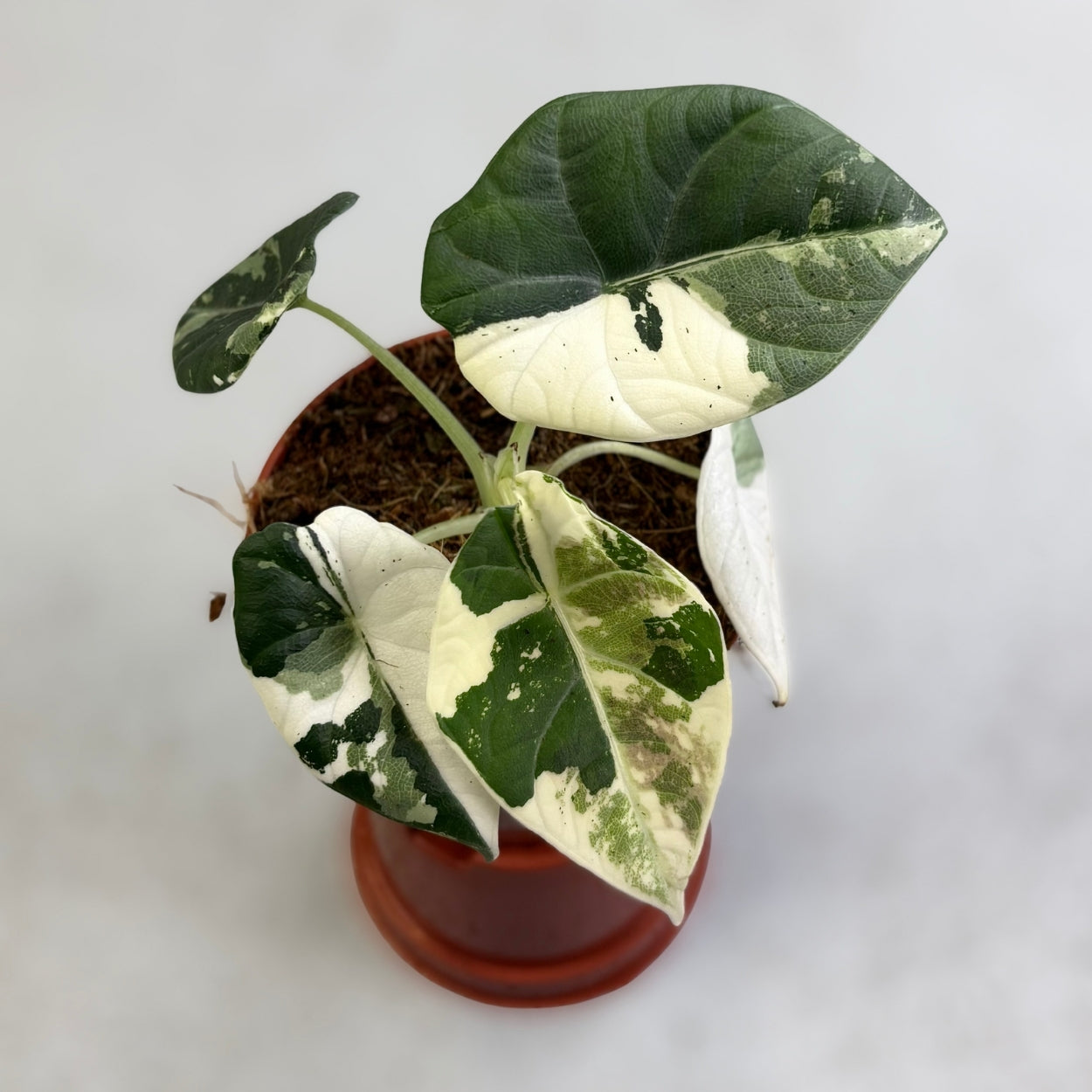 Alocasia Maharani Albo Variegata