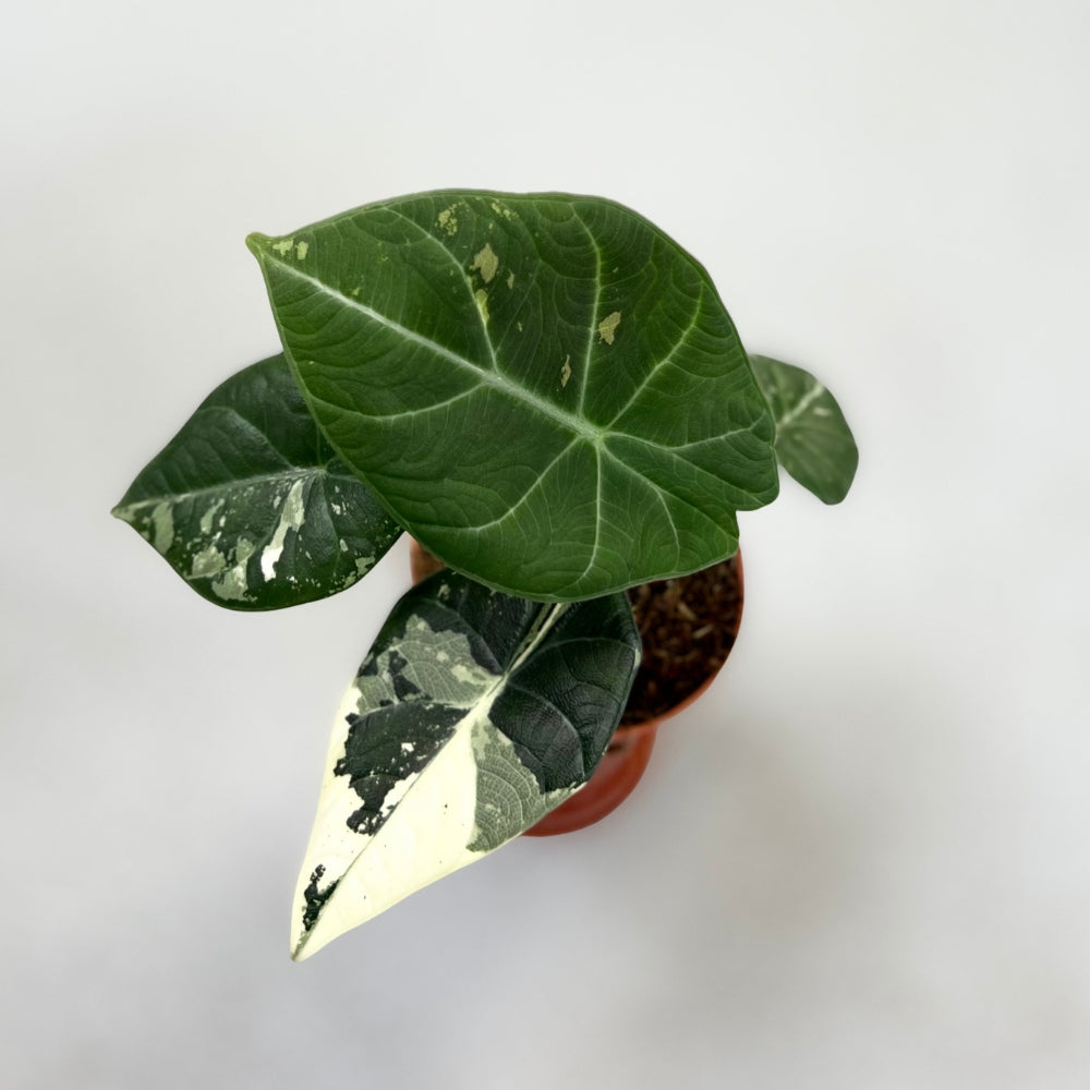 Alocasia Maharani Albo Variegata - Downtown Plant Club
