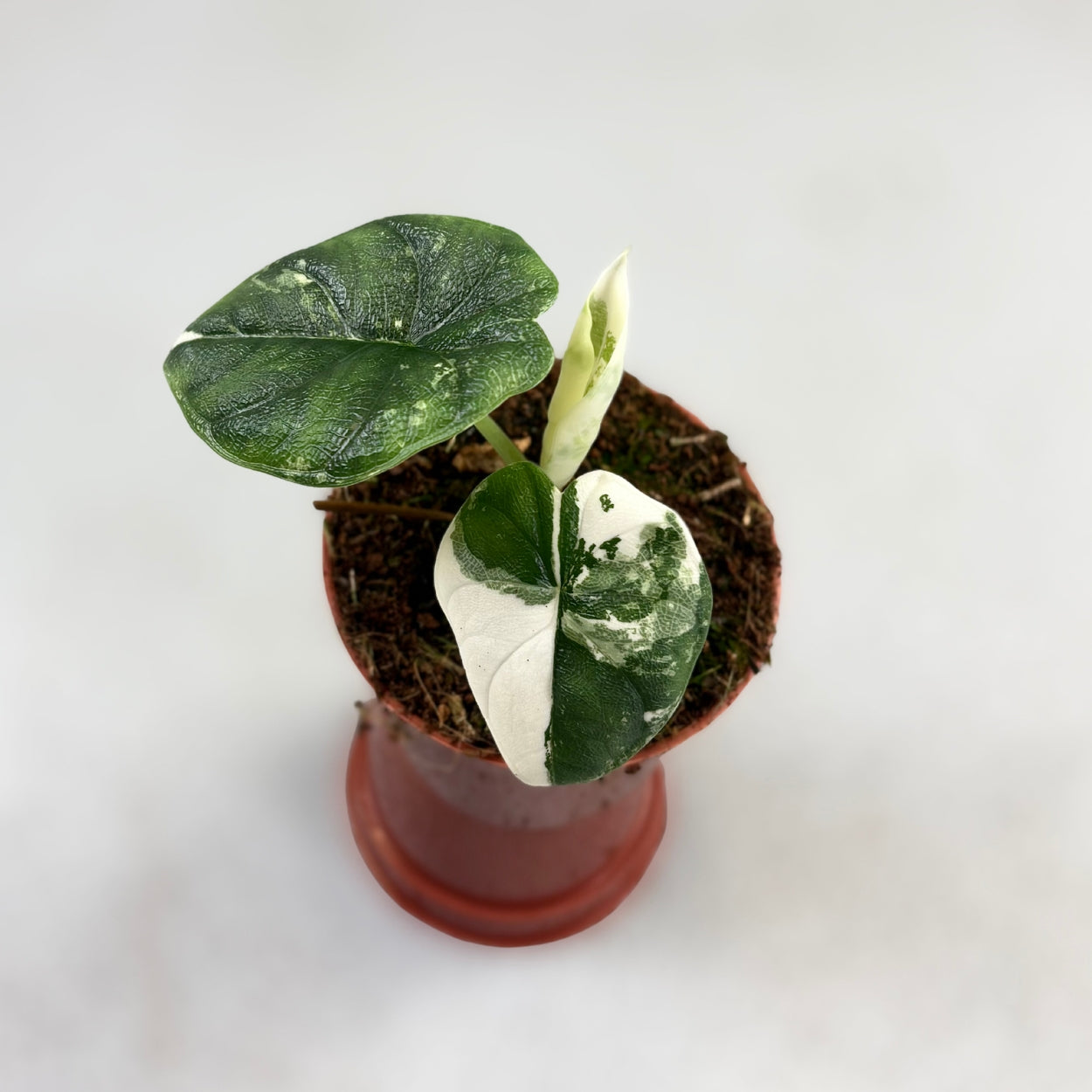 Alocasia Melo Albo Variegata by Downtown Plant Club