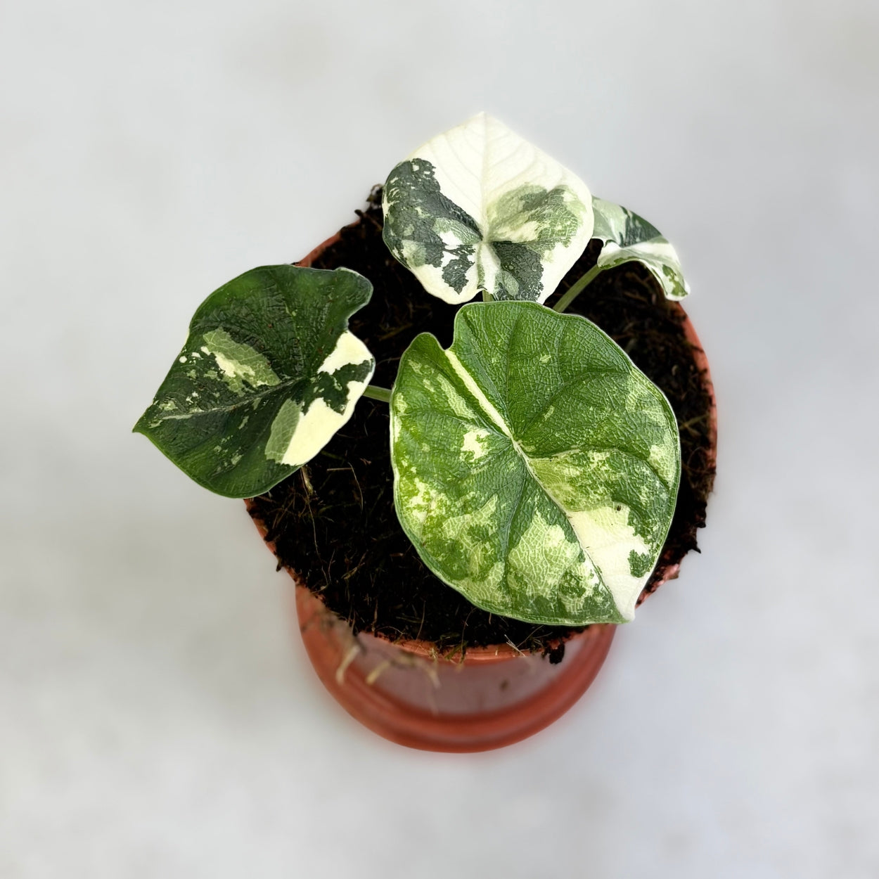 Alocasia Melo Albo Variegata by Downtown Plant Club