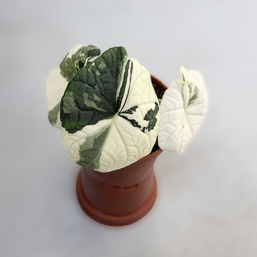 Alocasia Melo Albo Variegata - Downtown Plant Club