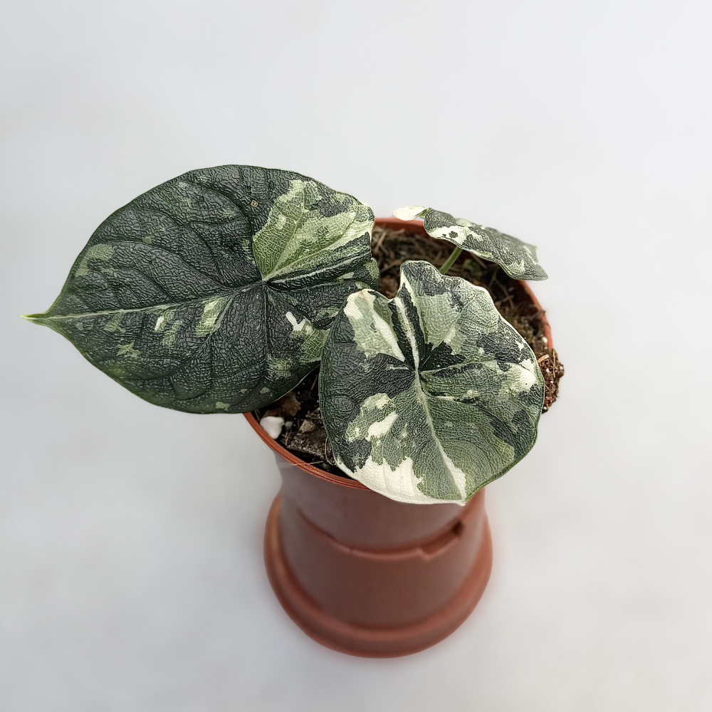 Alocasia Melo Albo Variegata