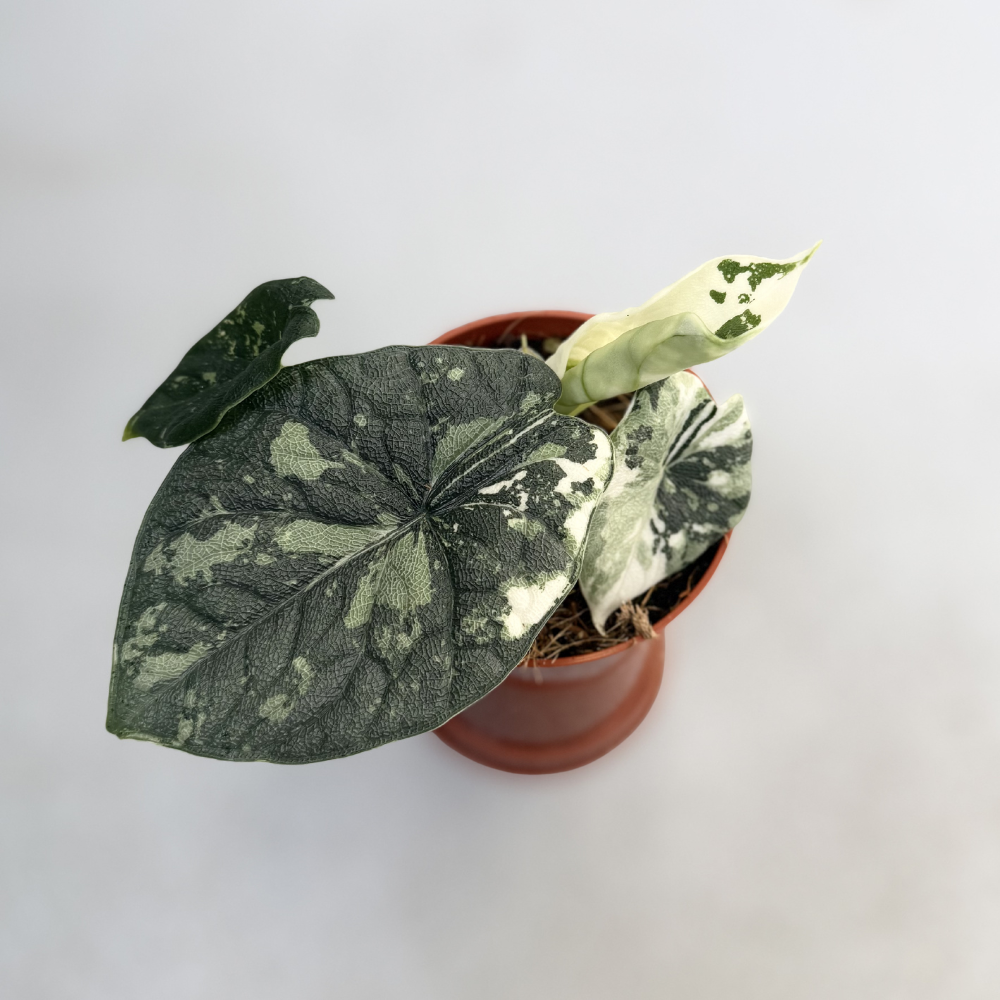 Alocasia Melo Albo Variegata - Downtown Plant Club