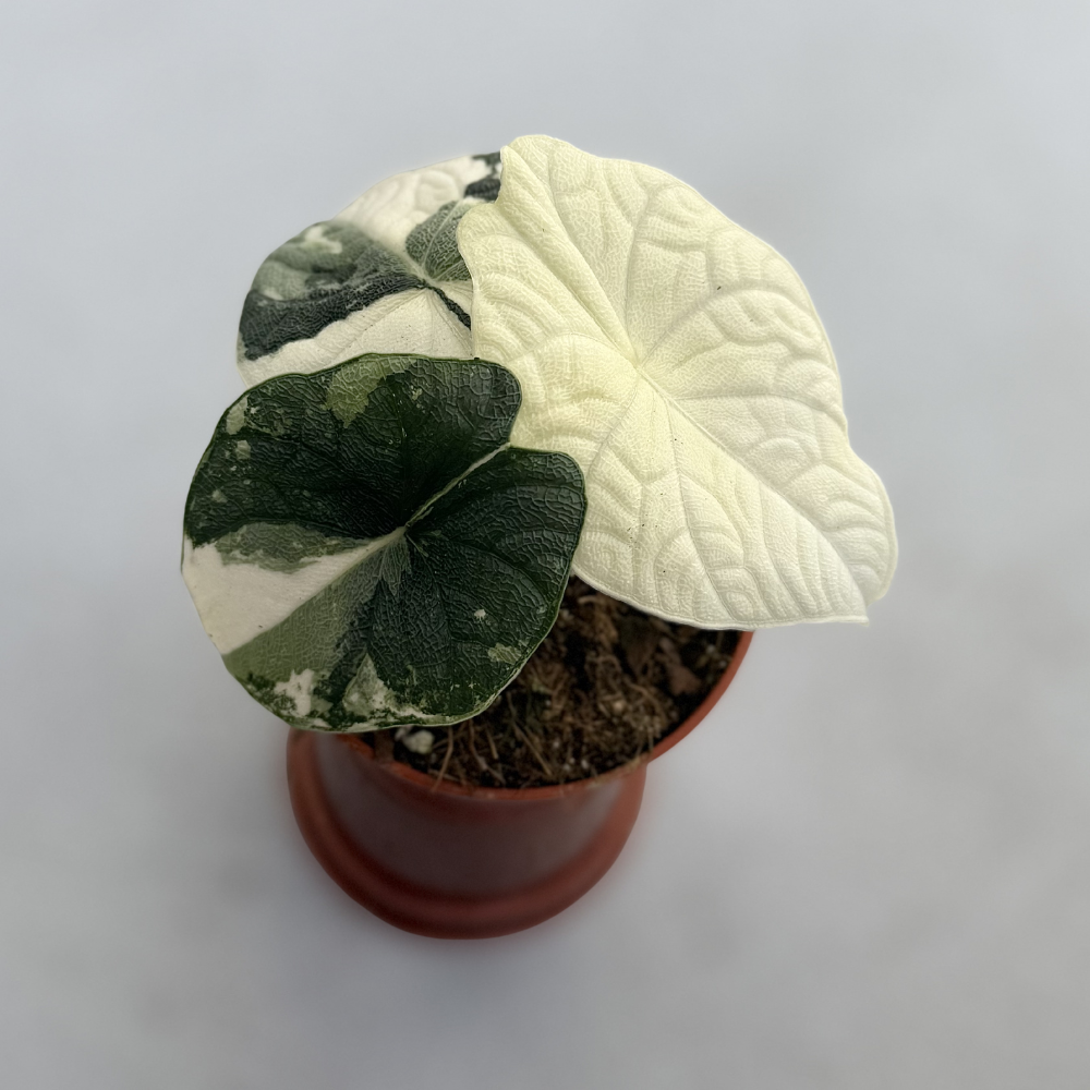 Alocasia Melo Albo Variegata - Downtown Plant Club