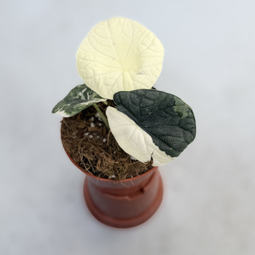 Alocasia Melo Albo Variegata - Downtown Plant Club