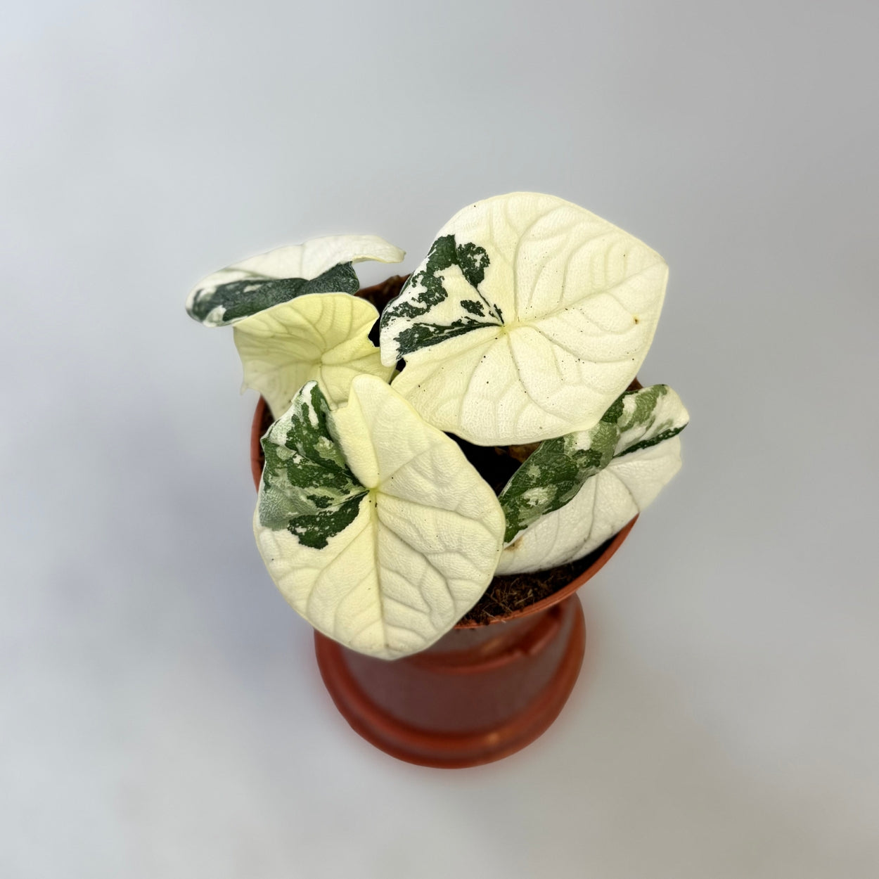 Alocasia Melo Albo Variegata by Downtown Plant Club