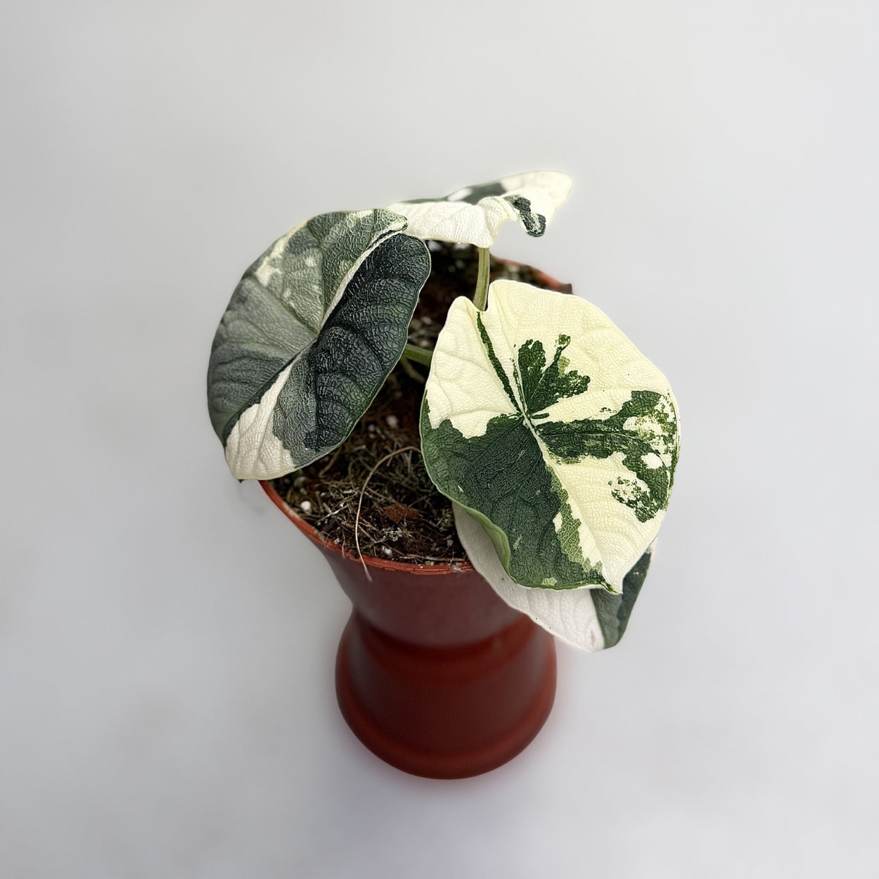Alocasia Melo Albo Variegata by Downtown Plant Club
