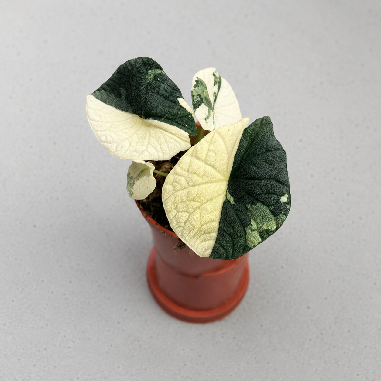 Alocasia Melo Albo Variegated by Downtown Plant Club