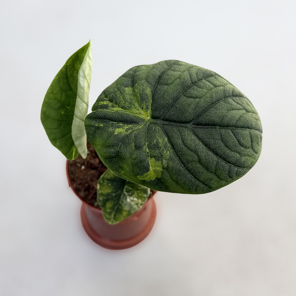 Alocasia Melo Aurea Variegata - Downtown Plant Club