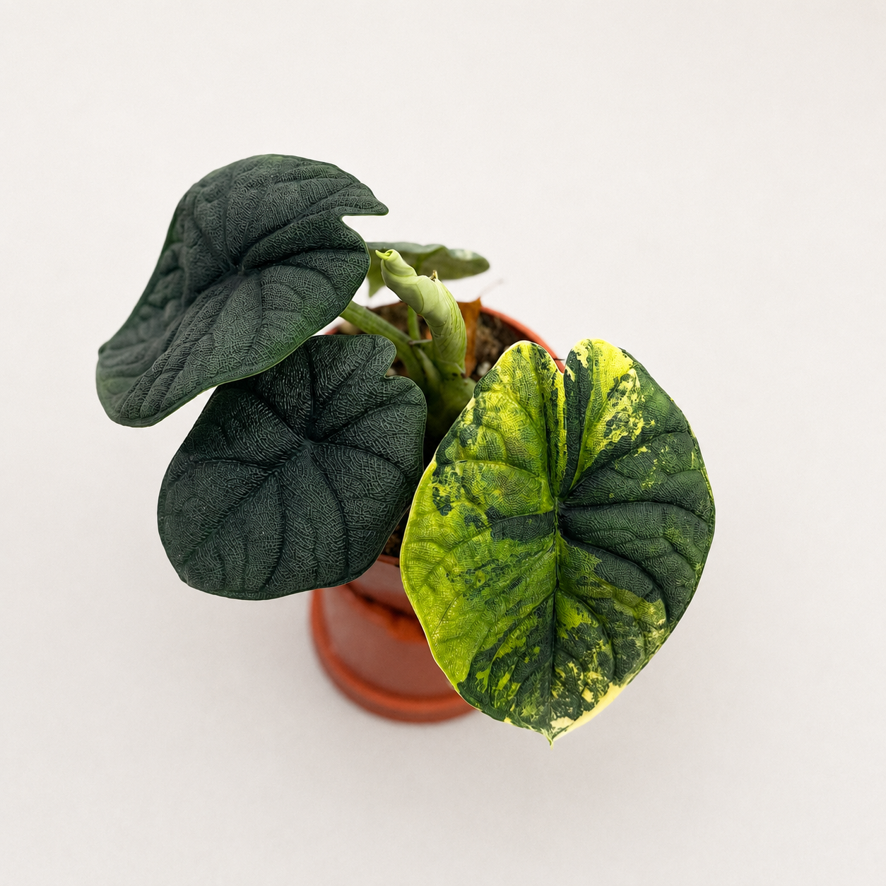 Alocasia Melo Aurea by Downtown Plant Club