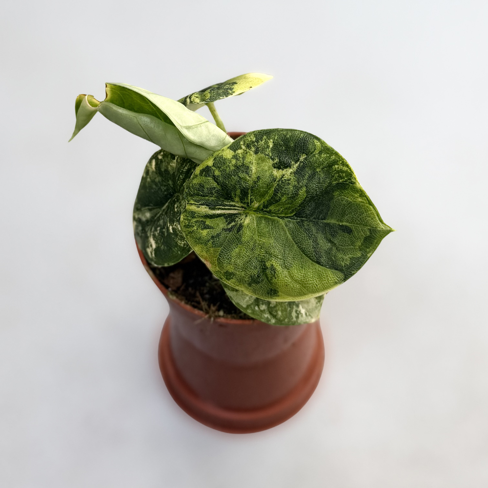 Alocasia Melo Aurea Variegata - Downtown Plant Club