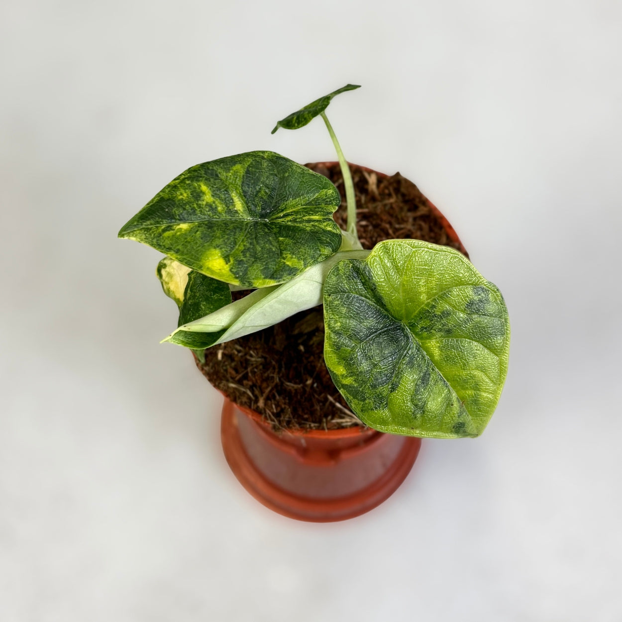 Alocasia Melo Aurea Variegata by Downtown Plant Club