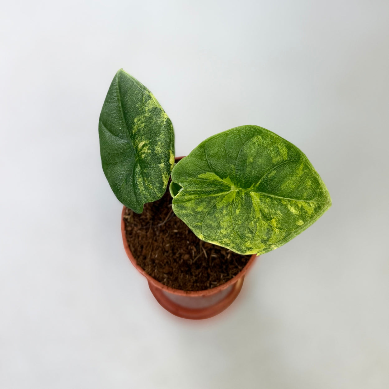 Alocasia Melo Aurea Variegata by Downtown Plant Club