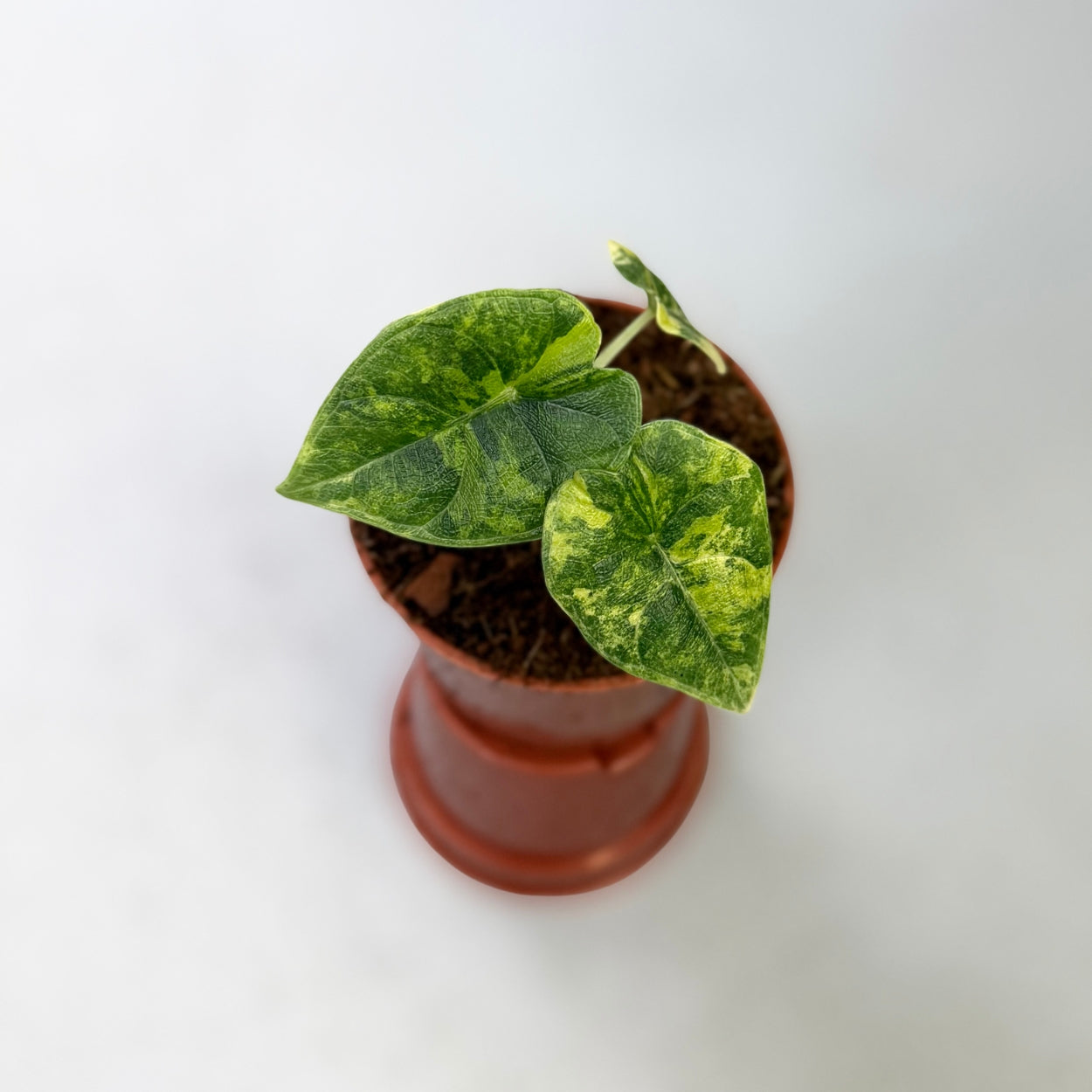 Alocasia Melo Aurea Variegata by Downtown Plant Club