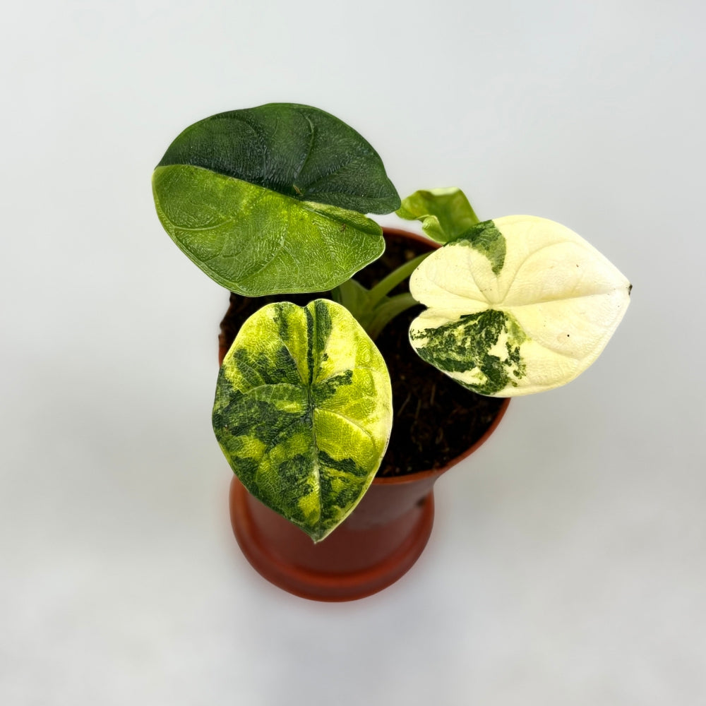 Alocasia Melo Aurea Variegata - Downtown Plant Club