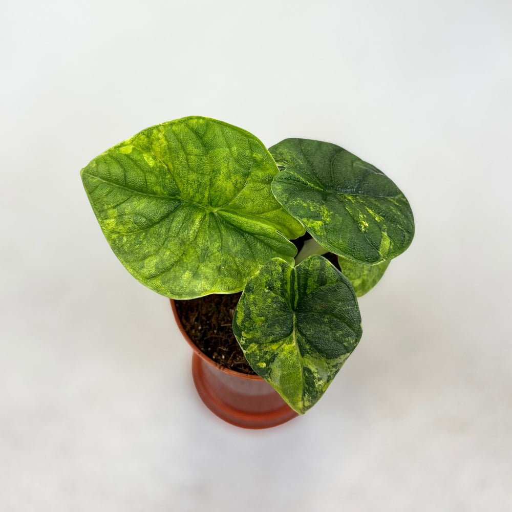 Alocasia Melo Aurea Variegata - Downtown Plant Club