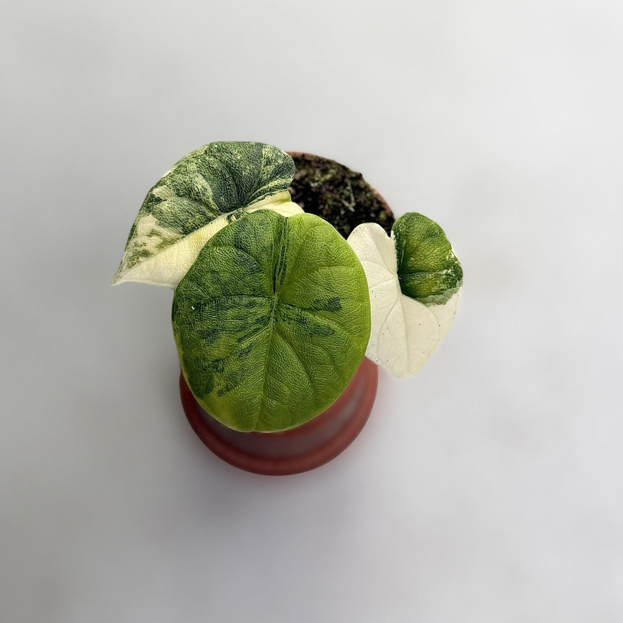 Alocasia Melo Aurea Variegata