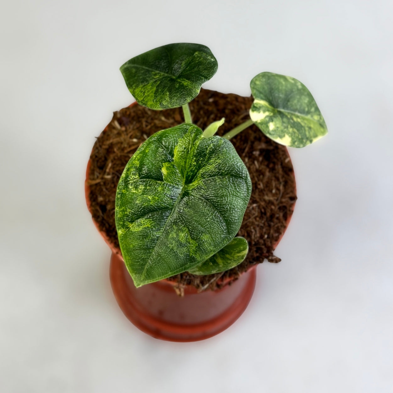 Alocasia Melo Aurea Variegata