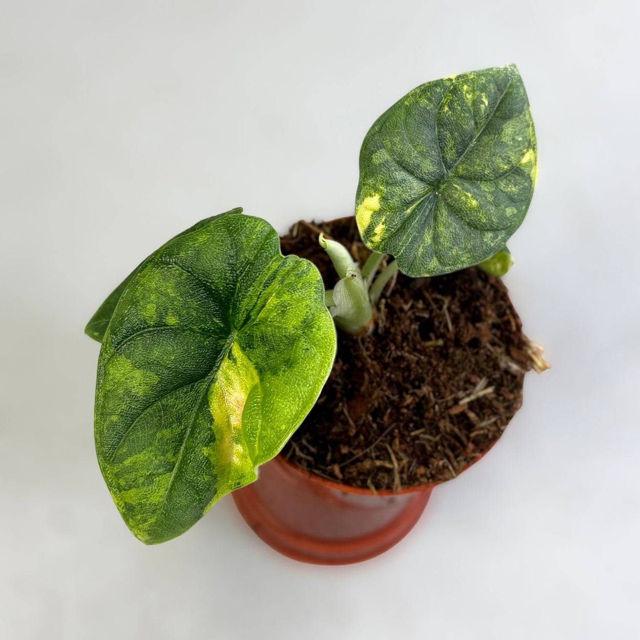 Alocasia Melo Aurea Variegata