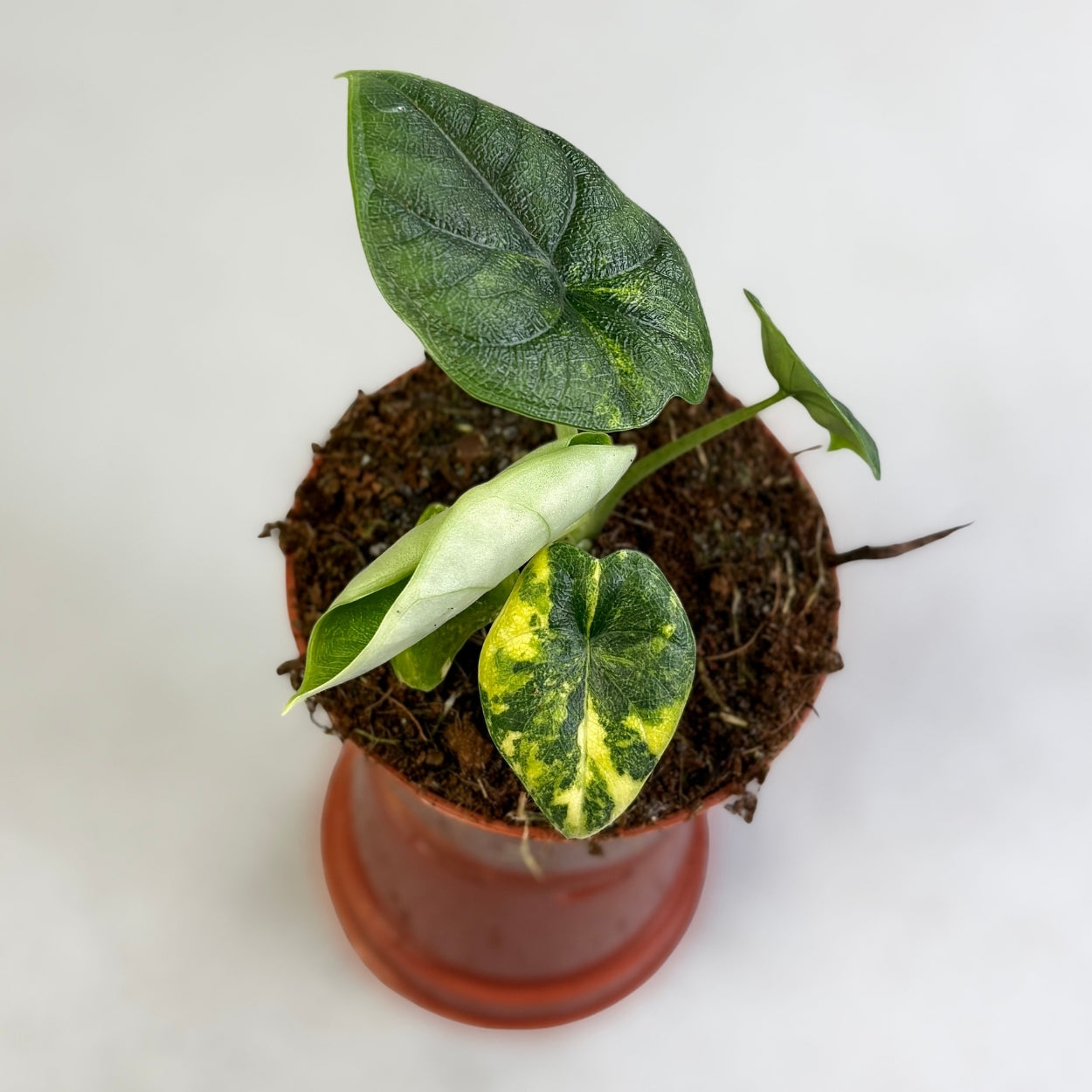 Alocasia Melo Aurea Variegata