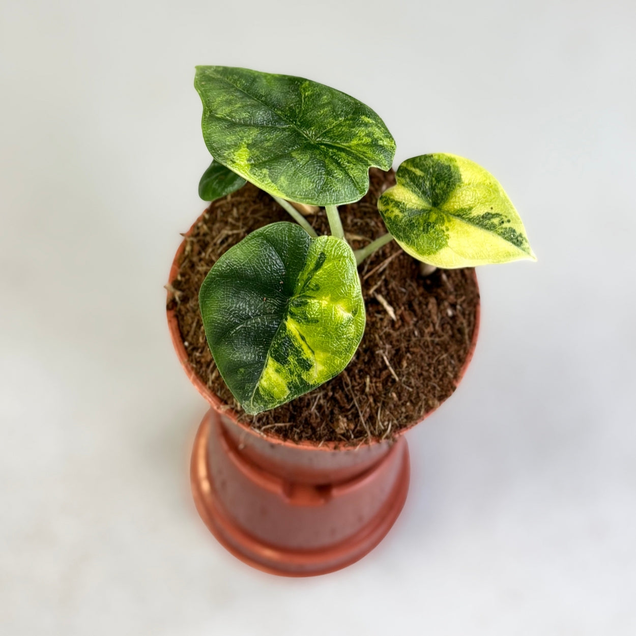 Alocasia Melo Aurea Variegata