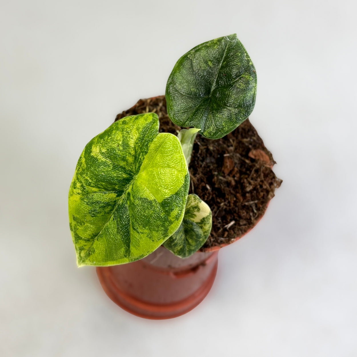Alocasia Melo Aurea Variegata