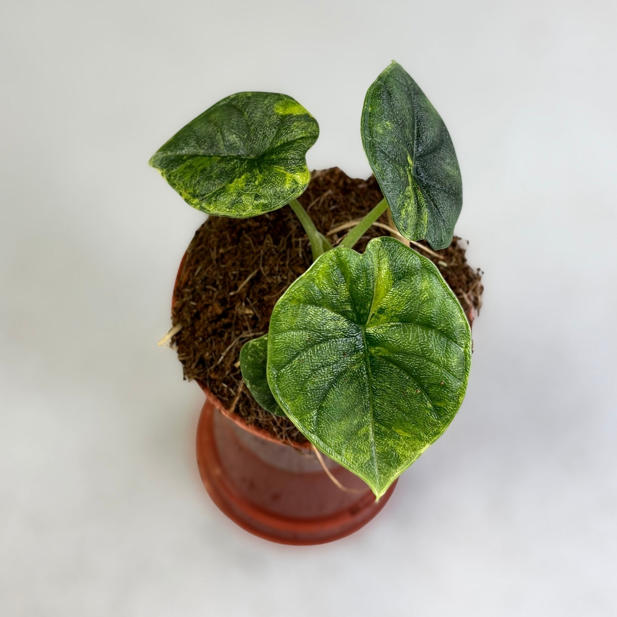 Alocasia Melo Aurea Variegata