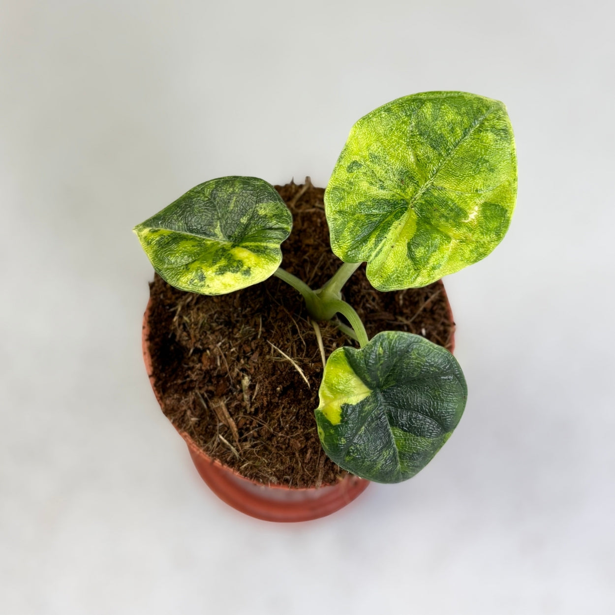 Alocasia Melo Aurea Variegata