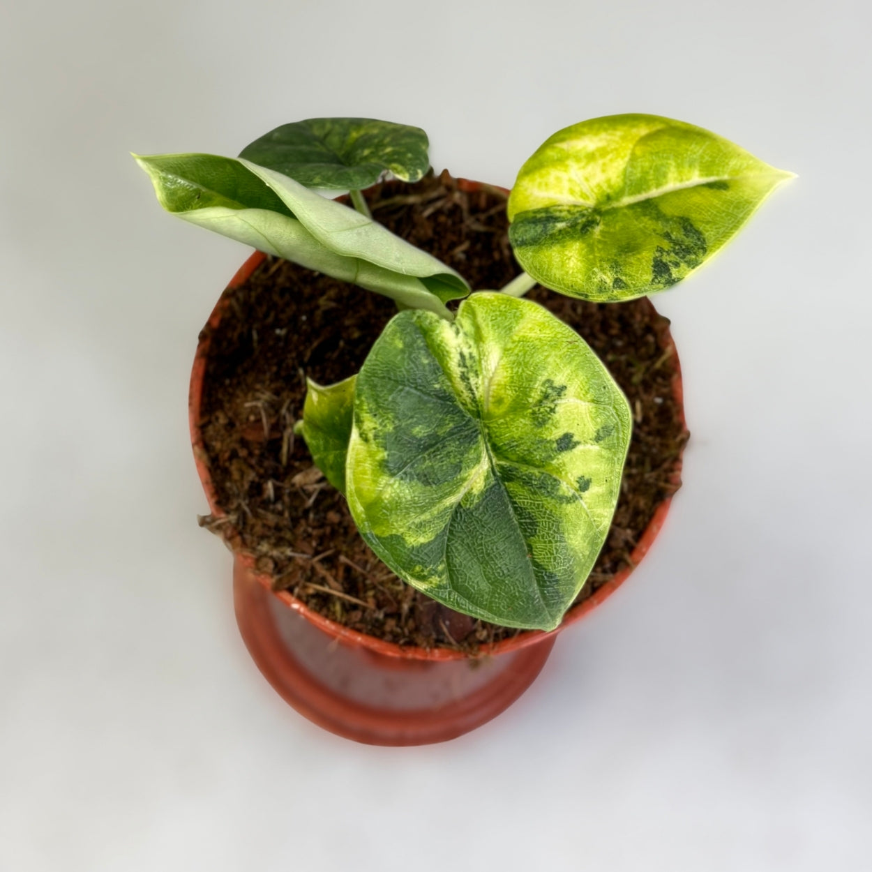 Alocasia Melo Aurea Variegata